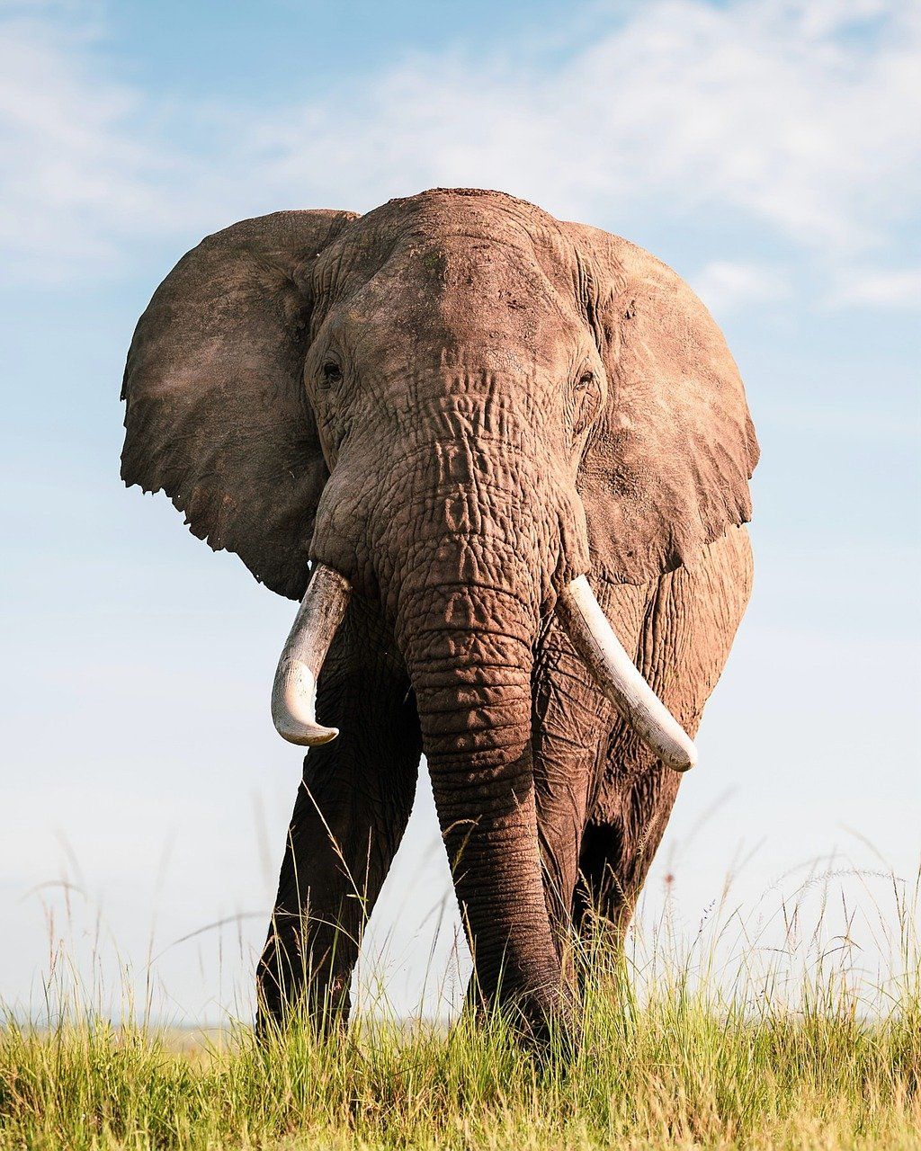 découvrez comment organiser un safari en afrique en 2025 tout en respectant votre budget. conseils, astuces et destinations abordables pour une aventure inoubliable.
