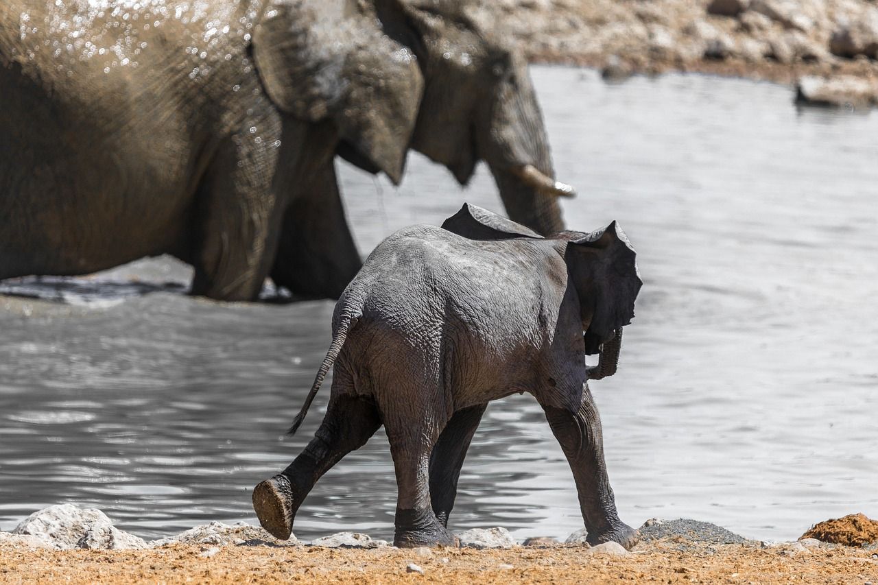 découvrez comment organiser un safari en afrique en 2025 tout en respectant votre budget. conseils, destinations abordables et astuces pour un voyage inoubliable à prix maîtrisé.