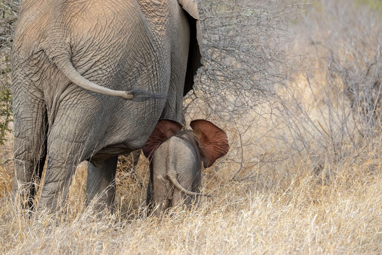 découvrez comment planifier un safari en afrique en 2025 tout en respectant votre budget. conseils, astuces et destinations abordables pour une aventure inoubliable.
