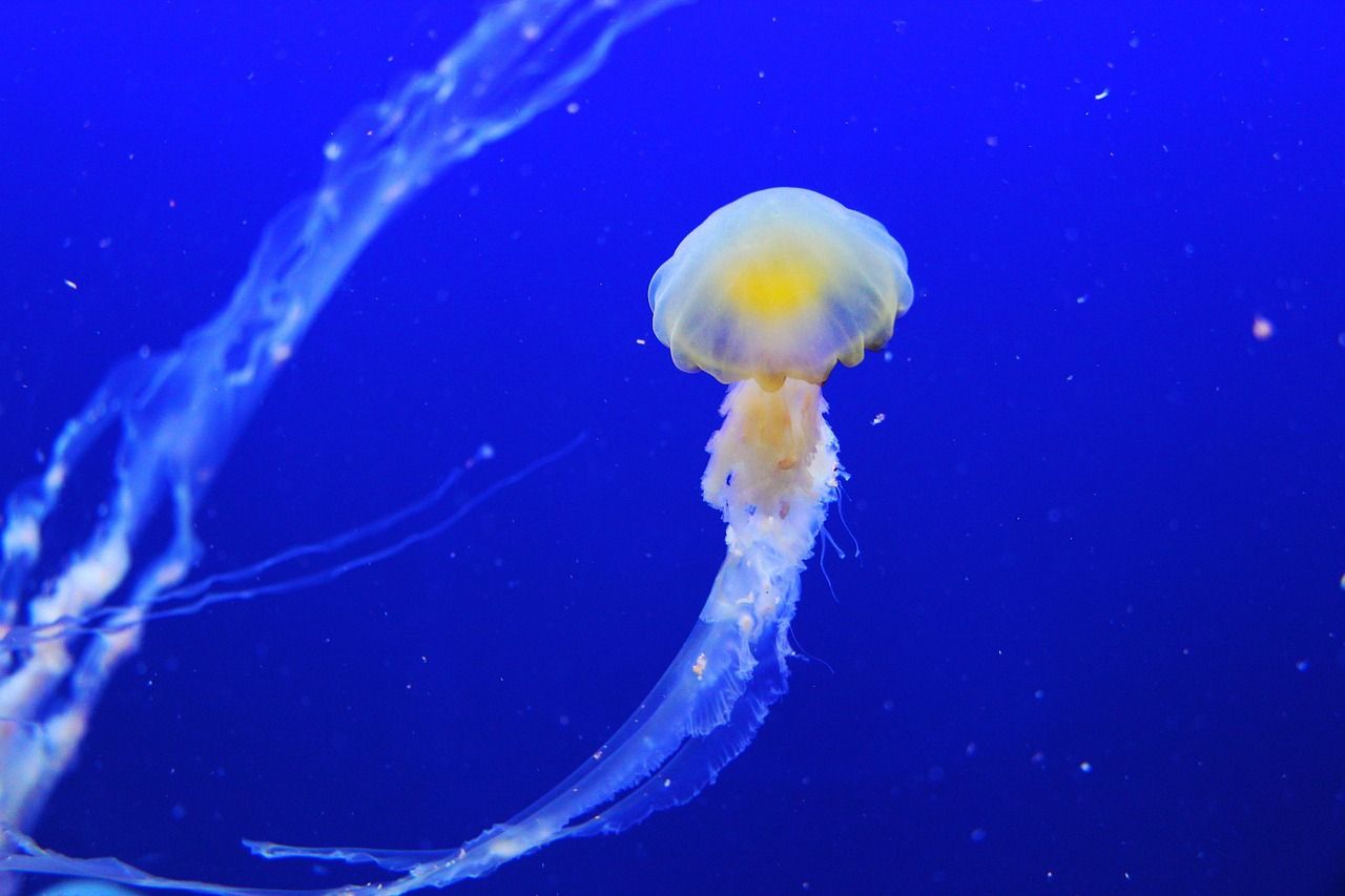 découvrez l'expérience unique d'un hôtel sous-marin, où le luxe rencontre la mer. plongez dans un monde fascinant d'aventures aquatiques et de vues imprenables sur la vie marine, tout en savourant un hébergement haut de gamme.