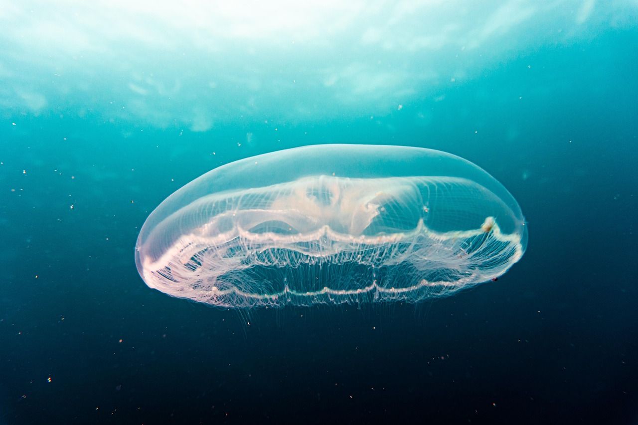 découvrez l'expérience unique d'un hôtel sous-marin, où le luxe rencontre la mer. séjournez dans des chambres avec vue panoramique sur la vie marine, profitez de services haut de gamme et vivez des moments inoubliables dans un cadre aquatique exceptionnel.