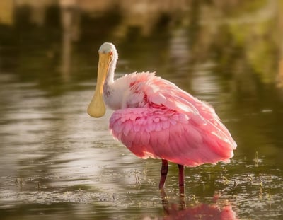 Quels animaux sauvages peut-on observer sans quitter l’Europe ?